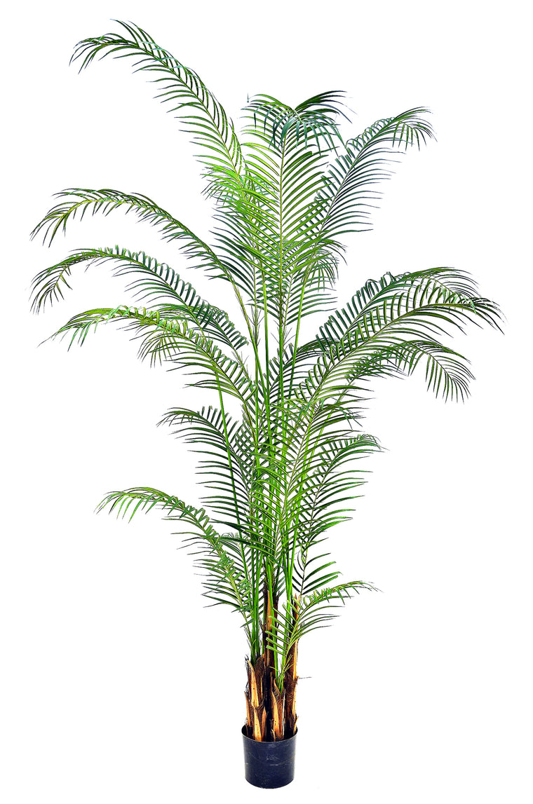 P1580- PHOENIX PALM