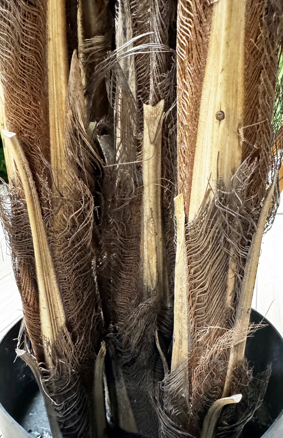 P1580- PHOENIX PALM