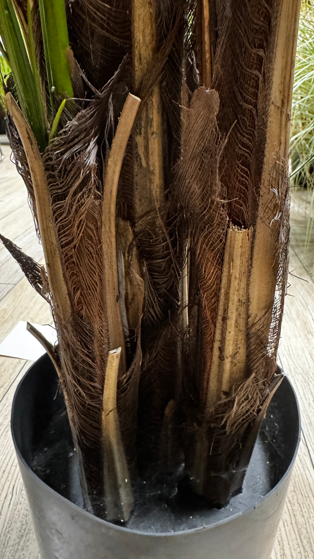 P1580- PHOENIX PALM