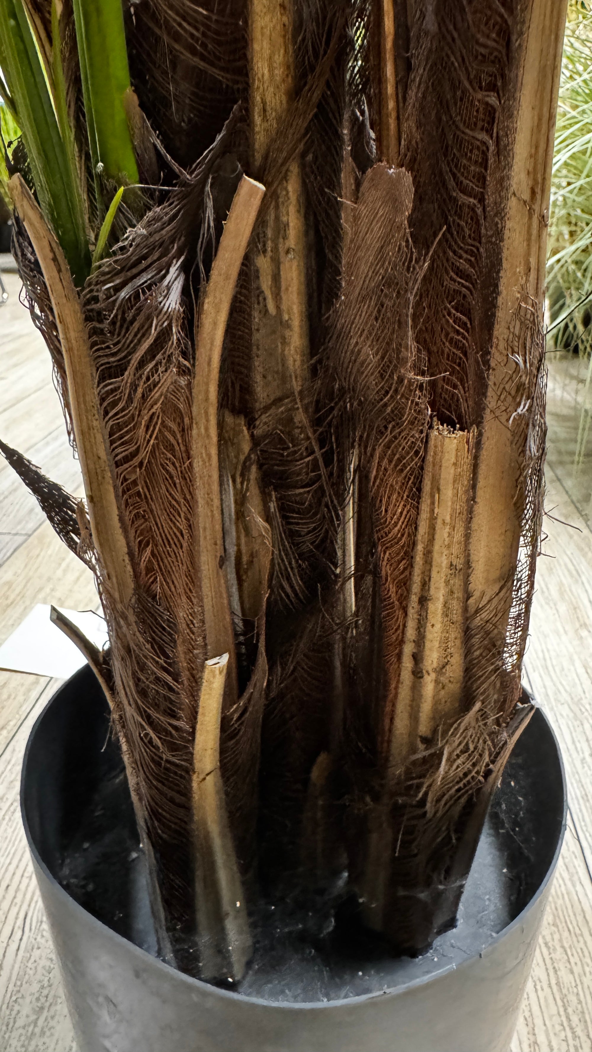 P1580- PHOENIX PALM