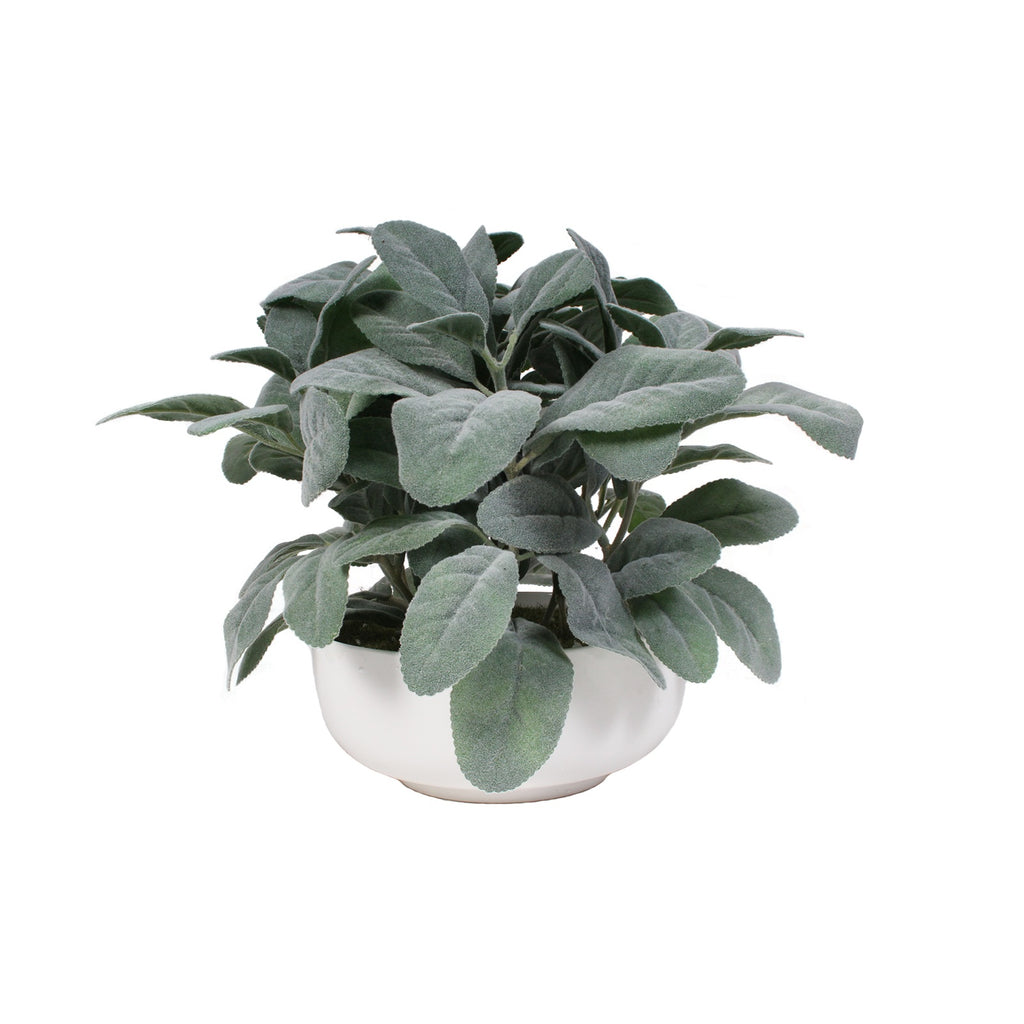 P1588-FROSTED LEMON LEAF IN WHITE POT