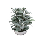 P1588-FROSTED LEMON LEAF IN WHITE POT