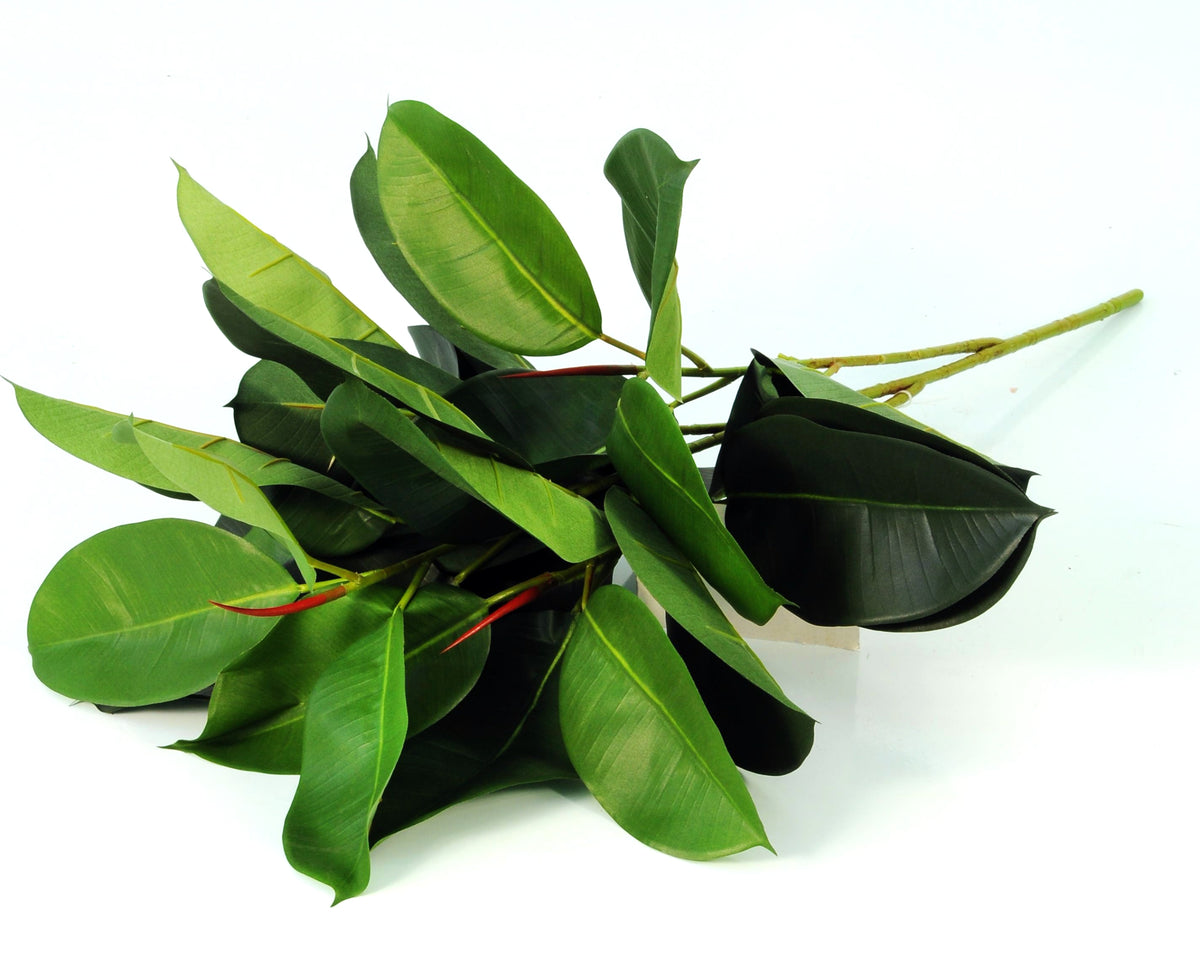 P1601 -  GREEN RUBBER PLANT SPRAY