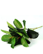 P1601 -  GREEN RUBBER PLANT SPRAY