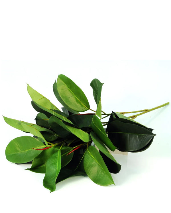 P1601 -  GREEN RUBBER PLANT SPRAY