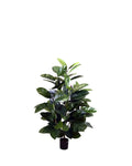 P1601 -  GREEN RUBBER PLANT SPRAY