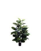 P1601 -  GREEN RUBBER PLANT SPRAY