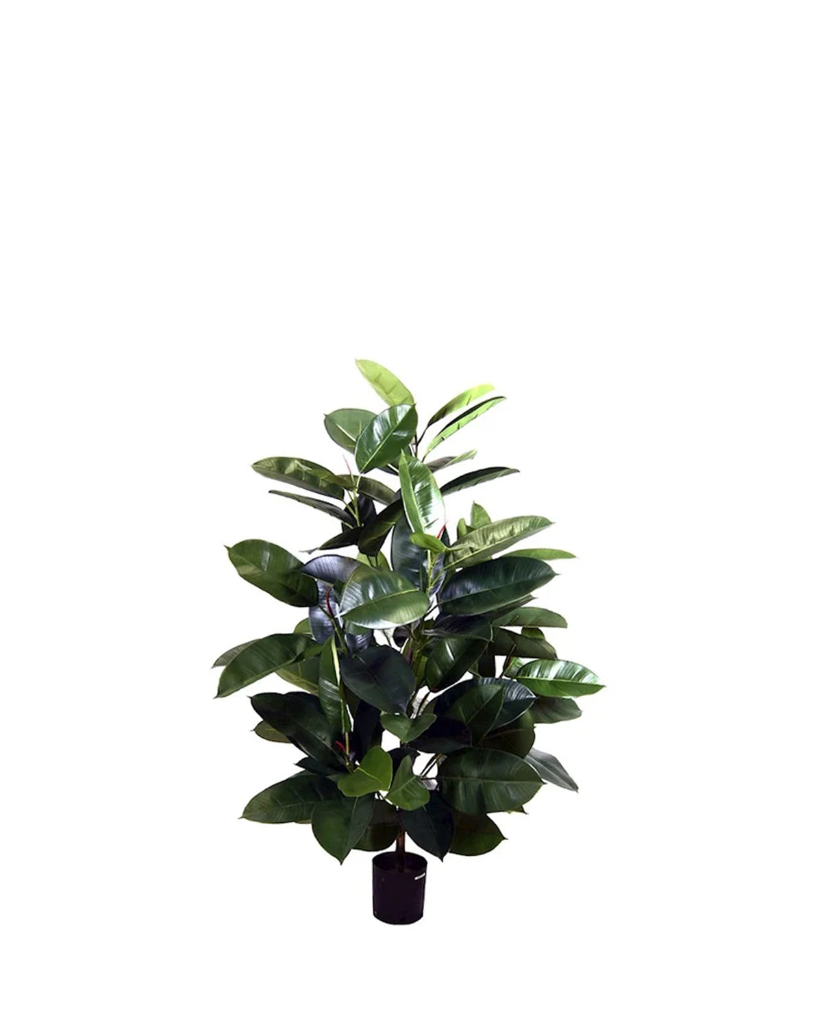 P1601 -  GREEN RUBBER PLANT SPRAY