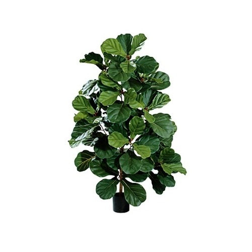 P1602-FIDDLE LEAF PLANT