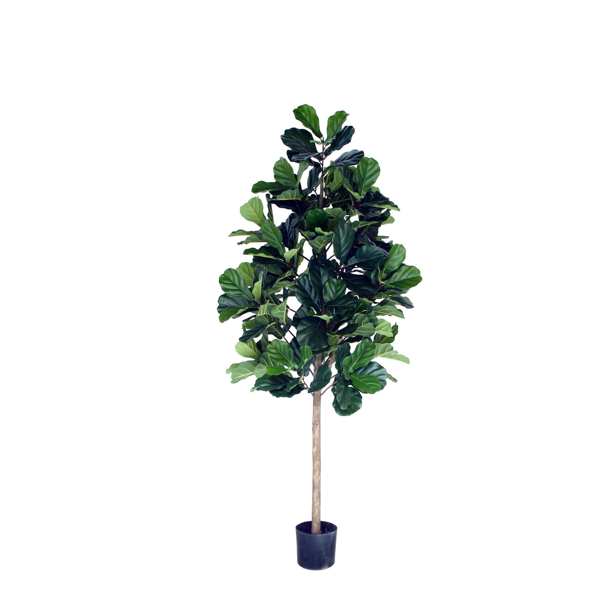 P1602-FIDDLE LEAF PLANT