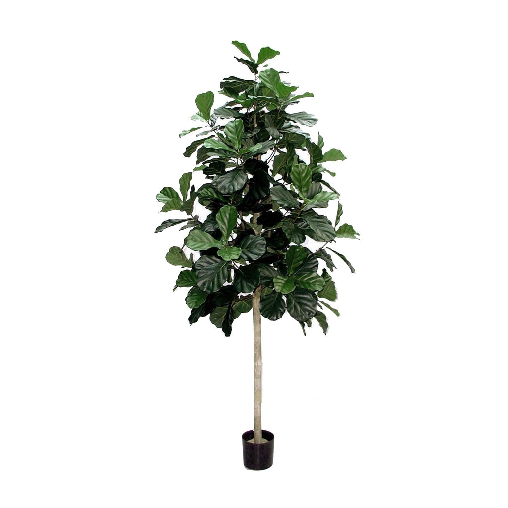 P1602-FIDDLE LEAF PLANT