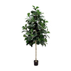 P1602-FIDDLE LEAF PLANT