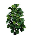 P1602-FIDDLE LEAF PLANT