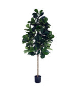 P1602-FIDDLE LEAF PLANT