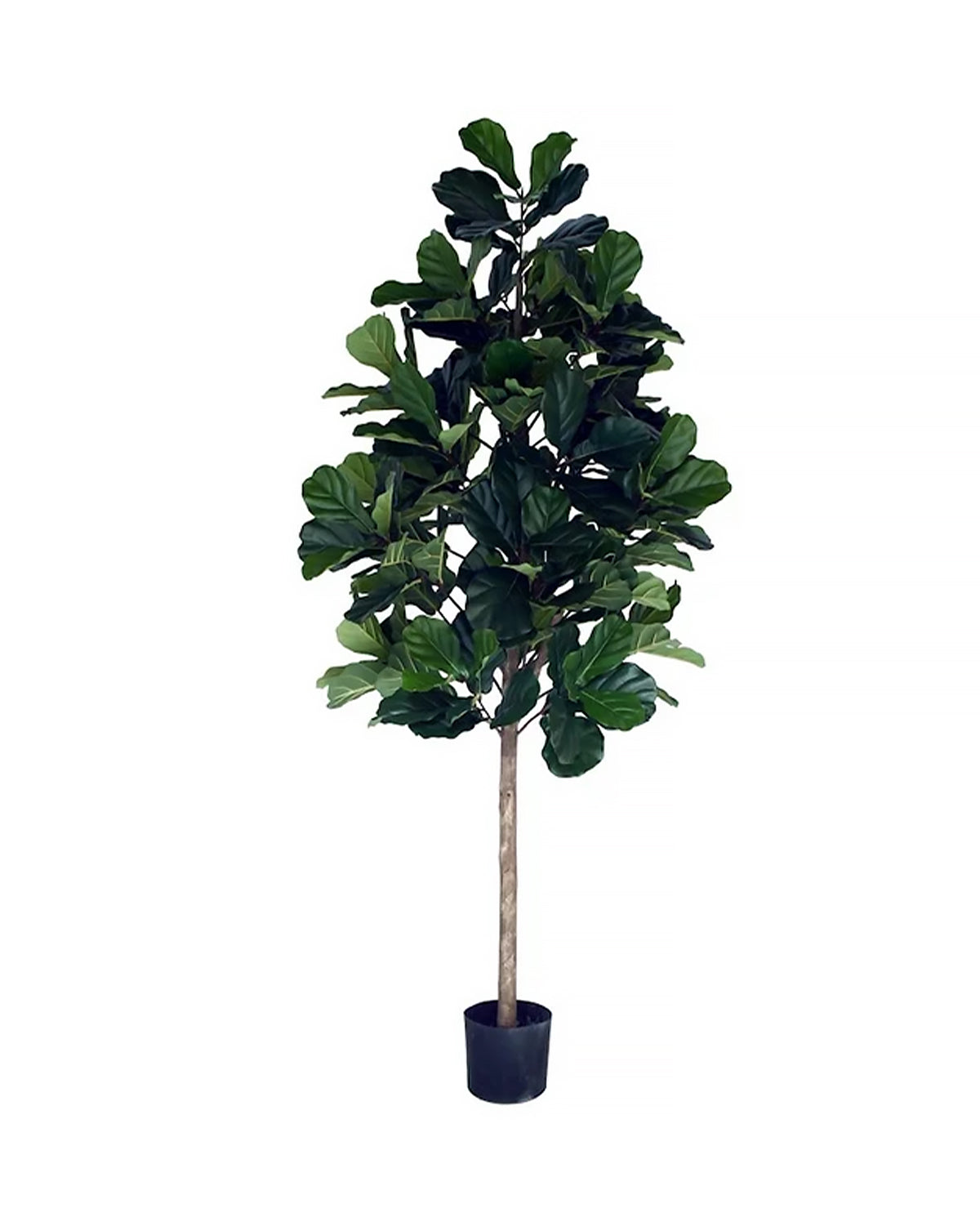 P1602-FIDDLE LEAF PLANT