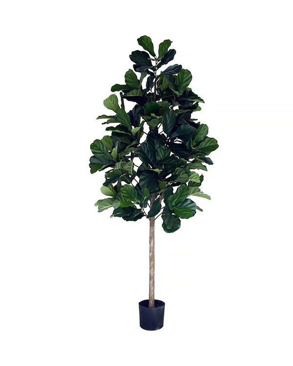 P1602-FIDDLE LEAF PLANT