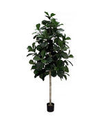 P1602-FIDDLE LEAF PLANT