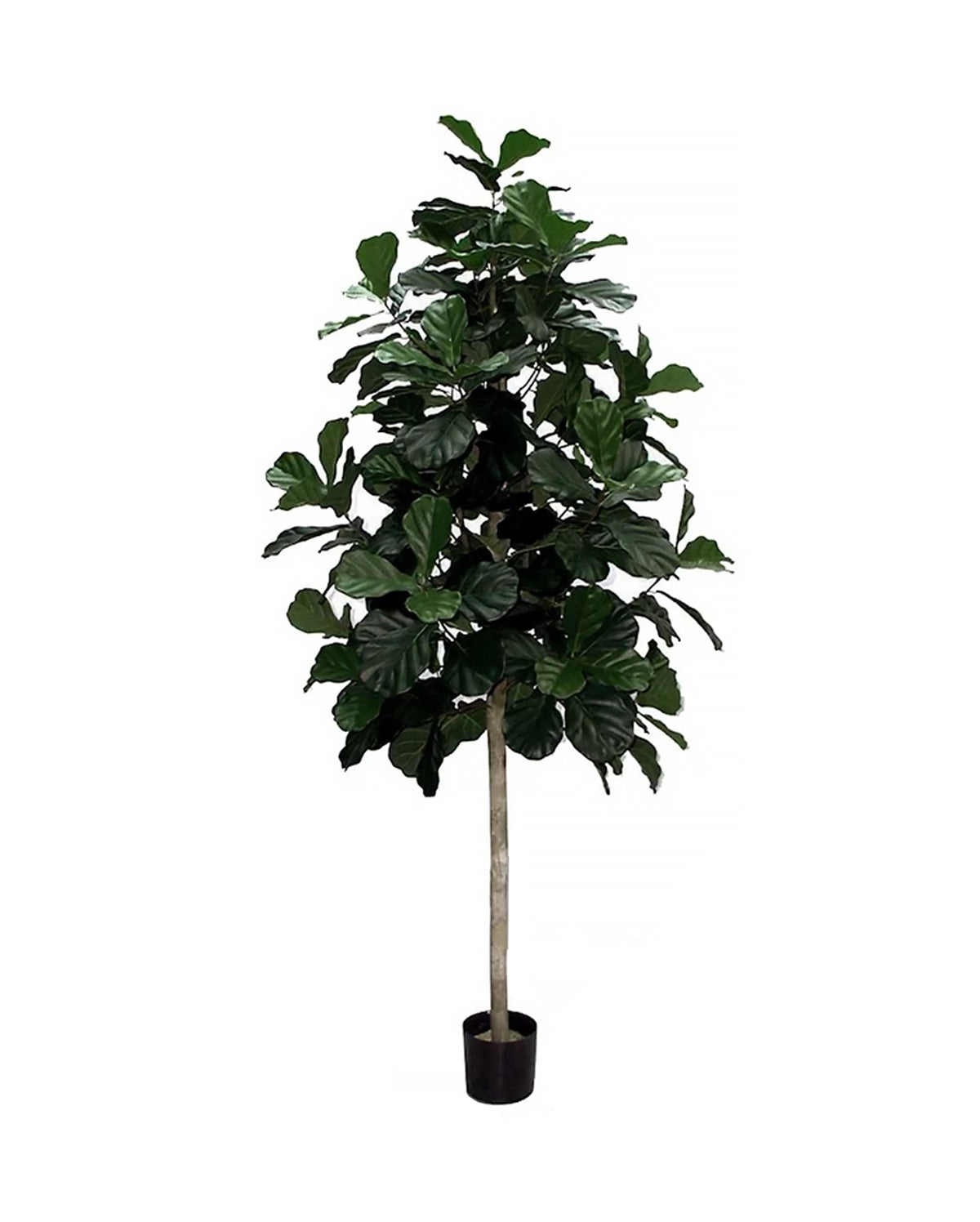 P1602-FIDDLE LEAF PLANT