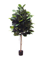 P1604-RUBBER PLANT
