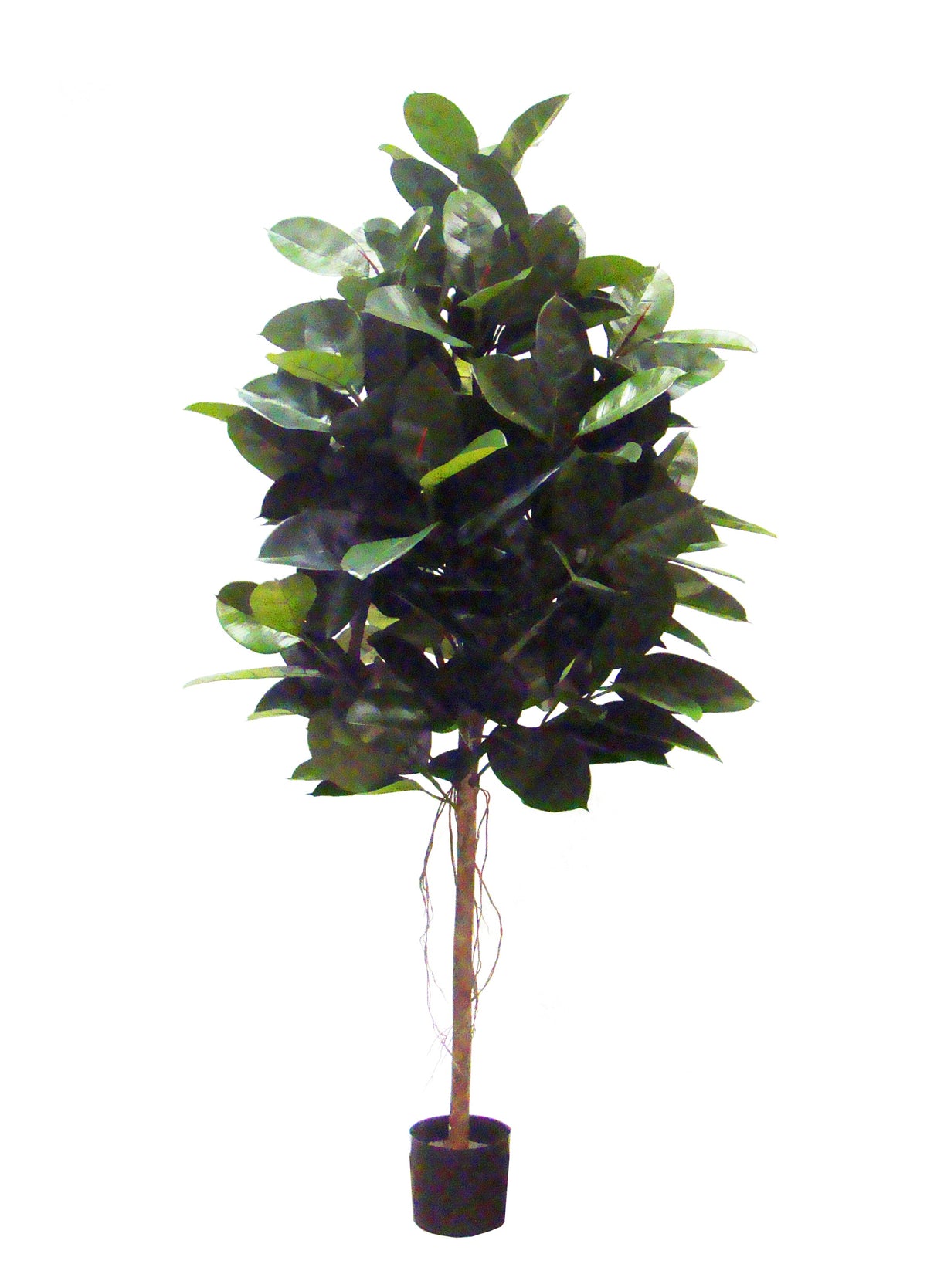 P1604-RUBBER PLANT