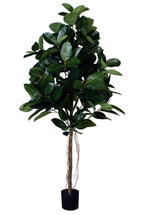 P1604-RUBBER PLANT