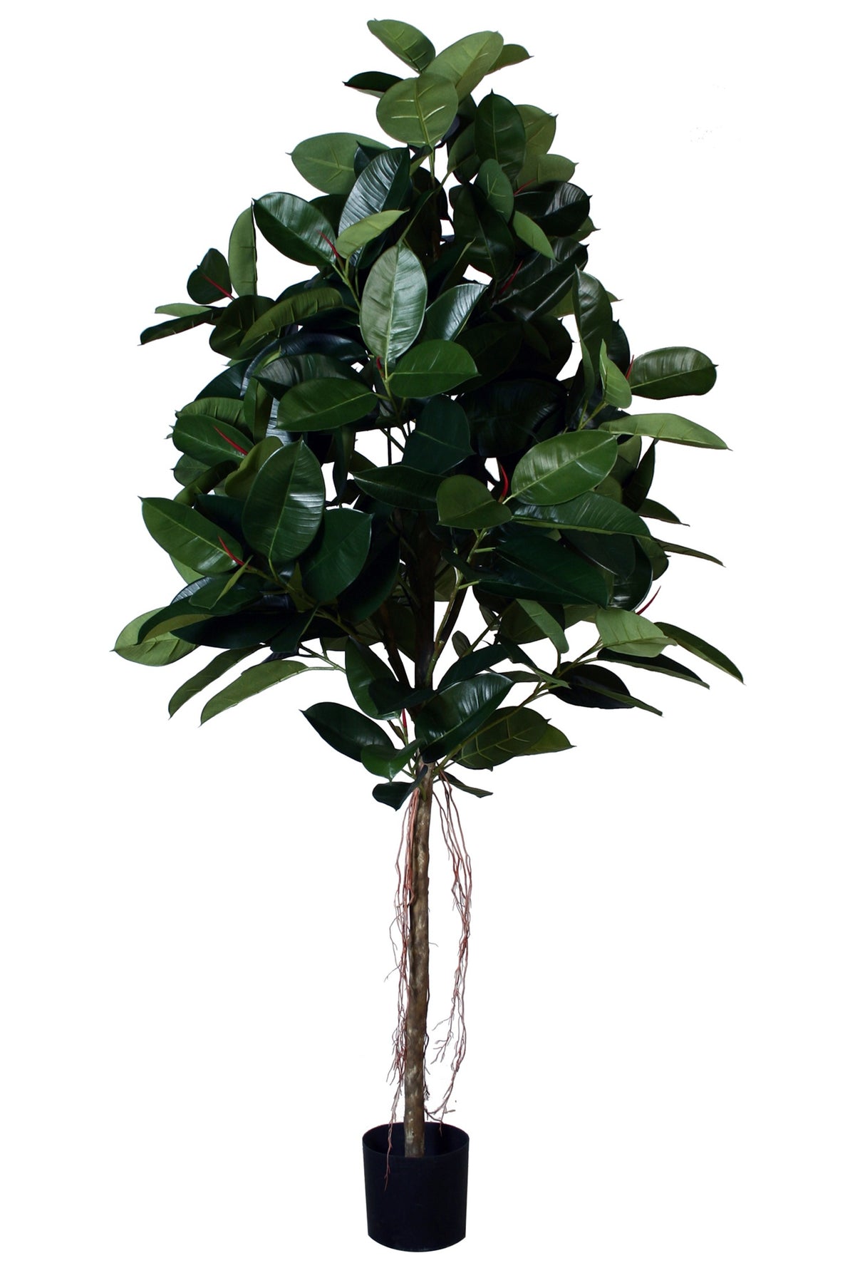 P1604-RUBBER PLANT