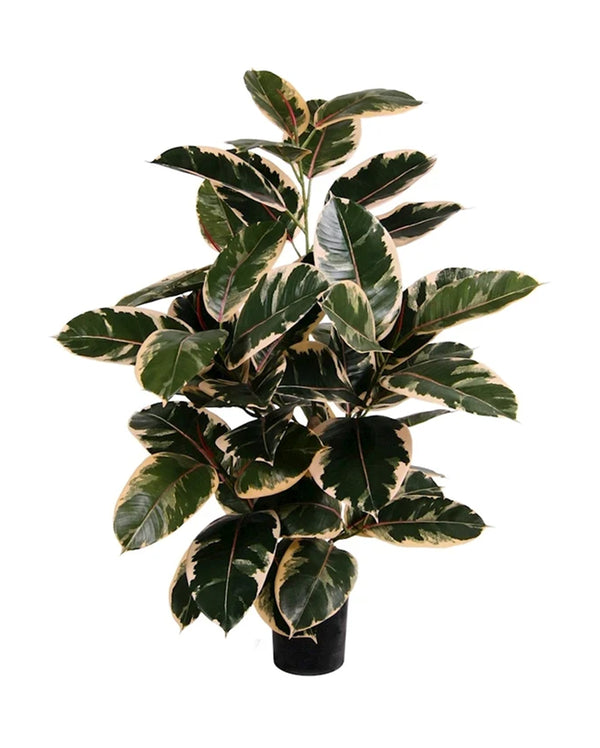 P1604-RUBBER PLANT