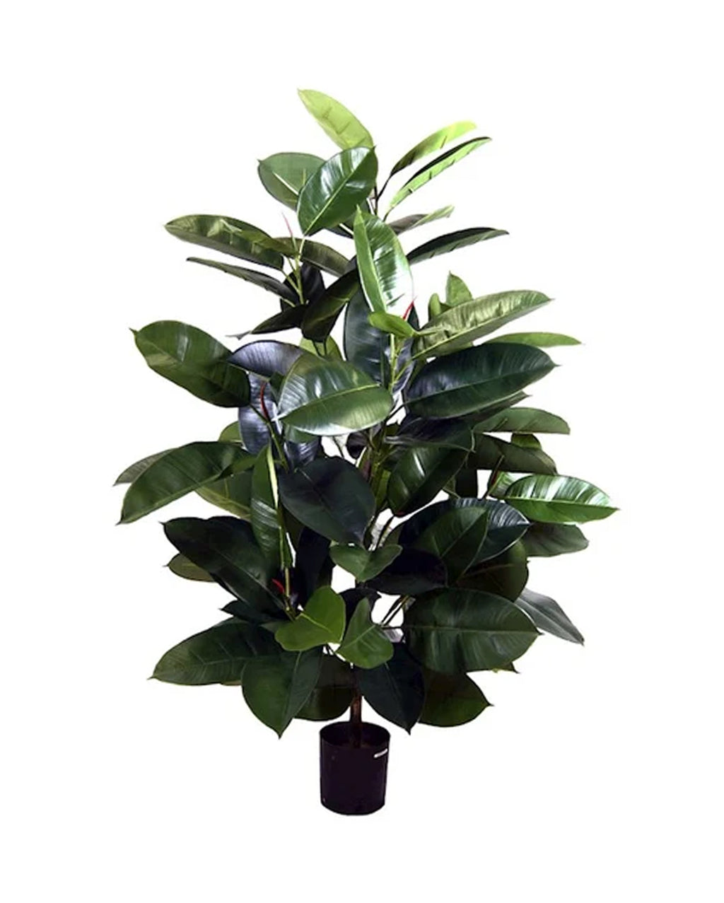 P1604-RUBBER PLANT