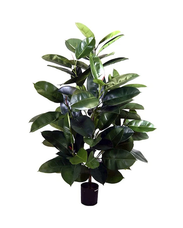 P1604-RUBBER PLANT