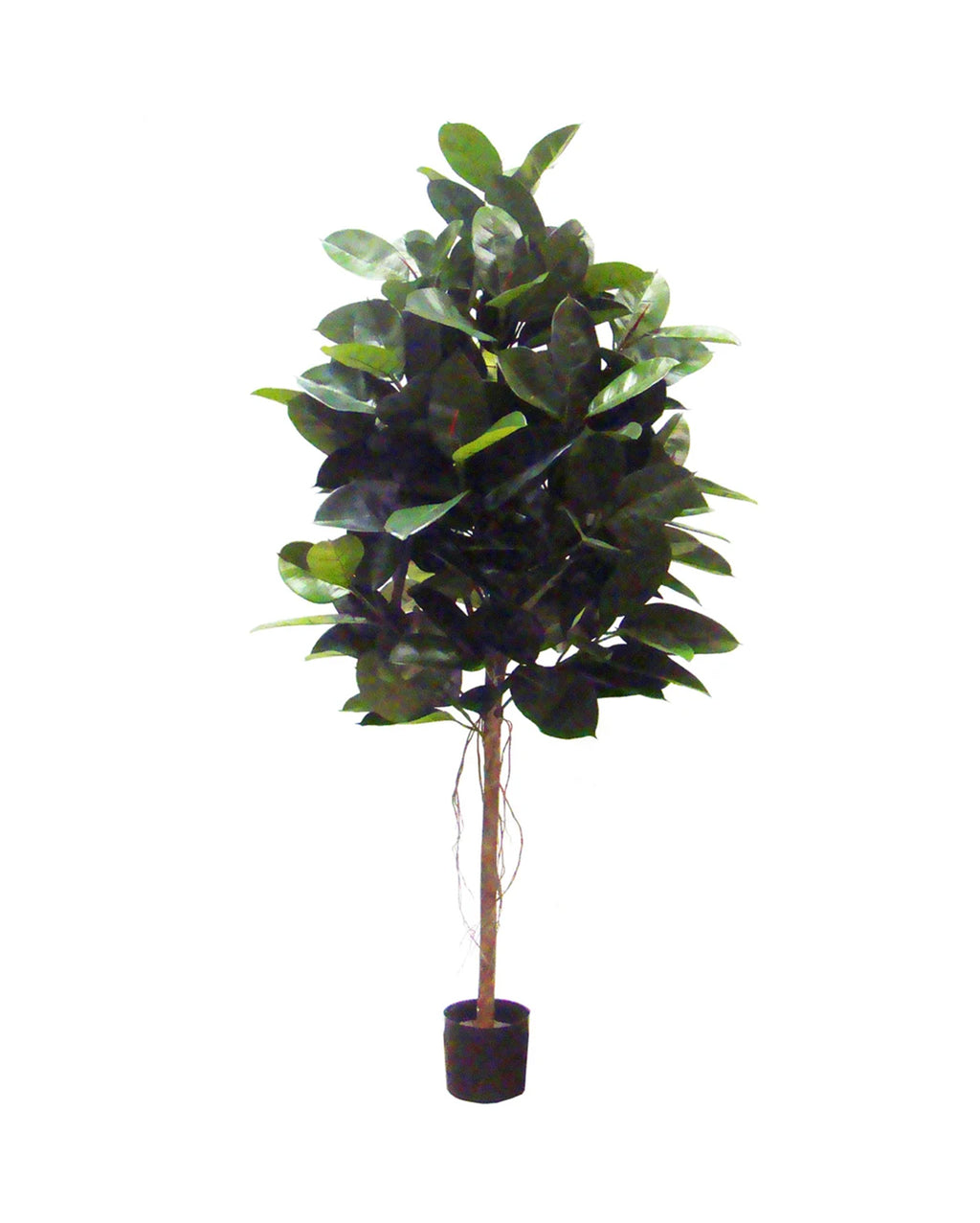 P1604-RUBBER PLANT