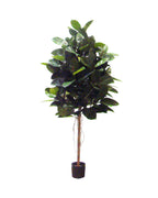 P1604-RUBBER PLANT
