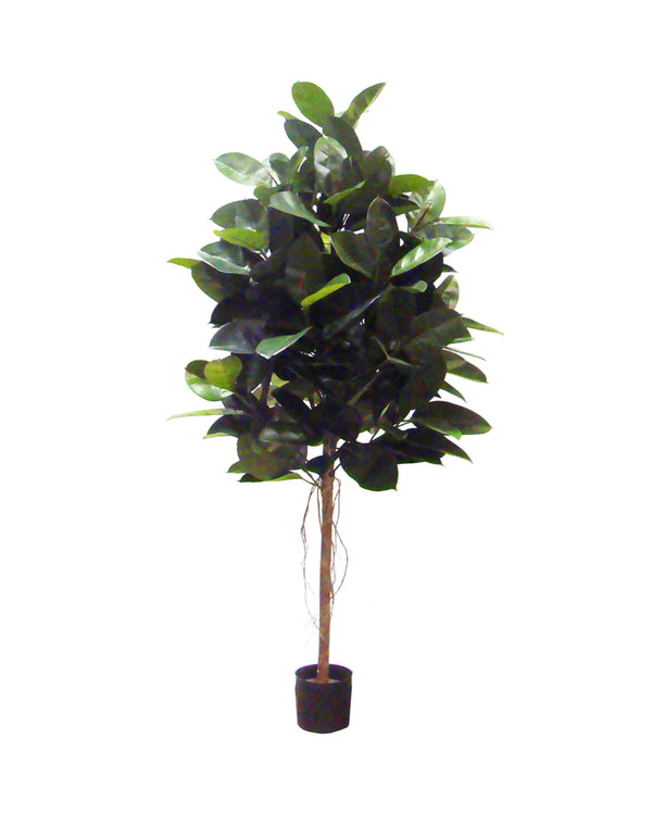P1604-RUBBER PLANT