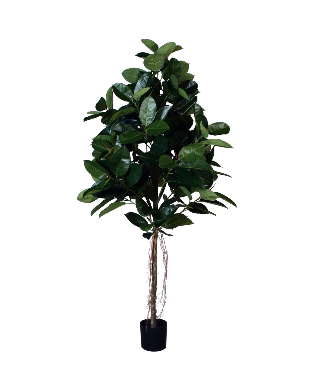 P1604-RUBBER PLANT