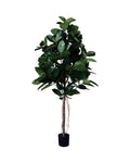 P1604-RUBBER PLANT