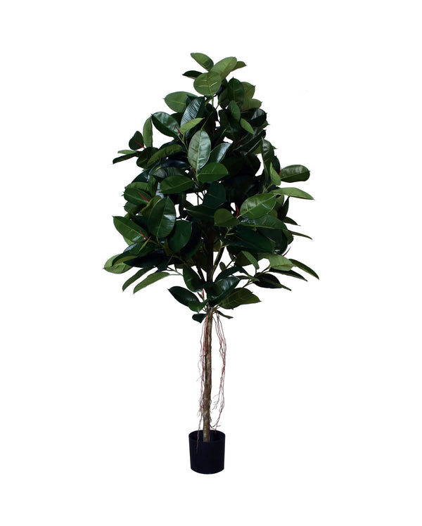 P1604-RUBBER PLANT