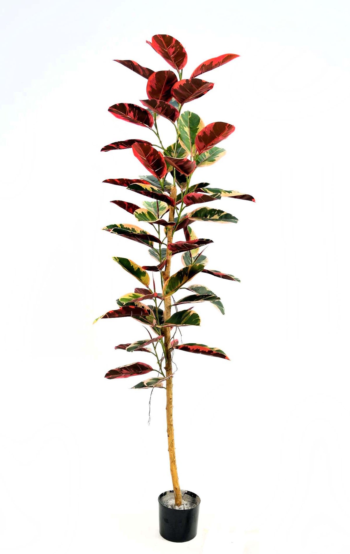 P1607- RUBBER PLANT BUSH SINGLE TRUNK