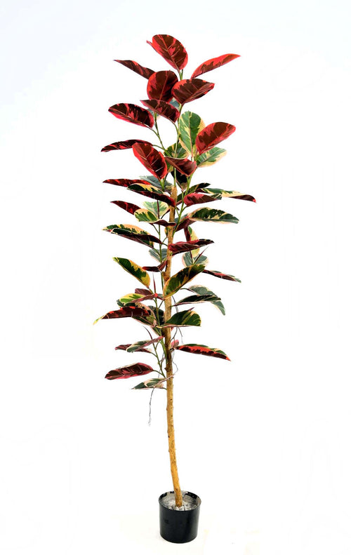 P1607- RUBBER PLANT BUSH SINGLE TRUNK