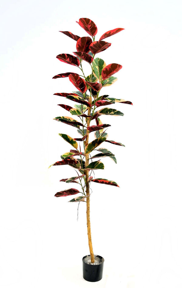 P1607- RUBBER PLANT BUSH SINGLE TRUNK