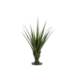 P1608-AUSTRALIAN DRACAENA HEAD