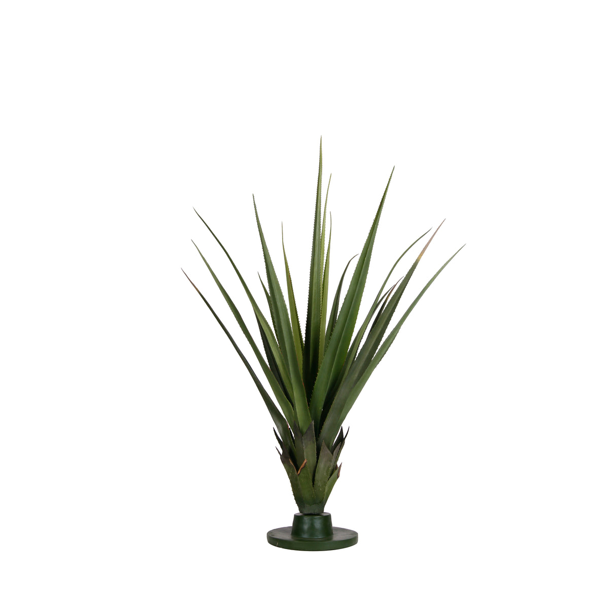 P1608-AUSTRALIAN DRACAENA HEAD
