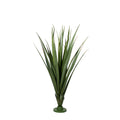 P1608-AUSTRALIAN DRACAENA HEAD