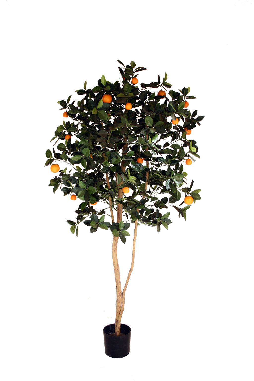 P1610-ORANGE TREE