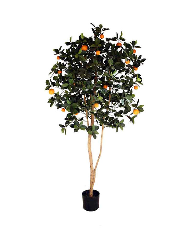 P1610-ORANGE TREE