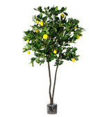 P1611-LEMON TREE