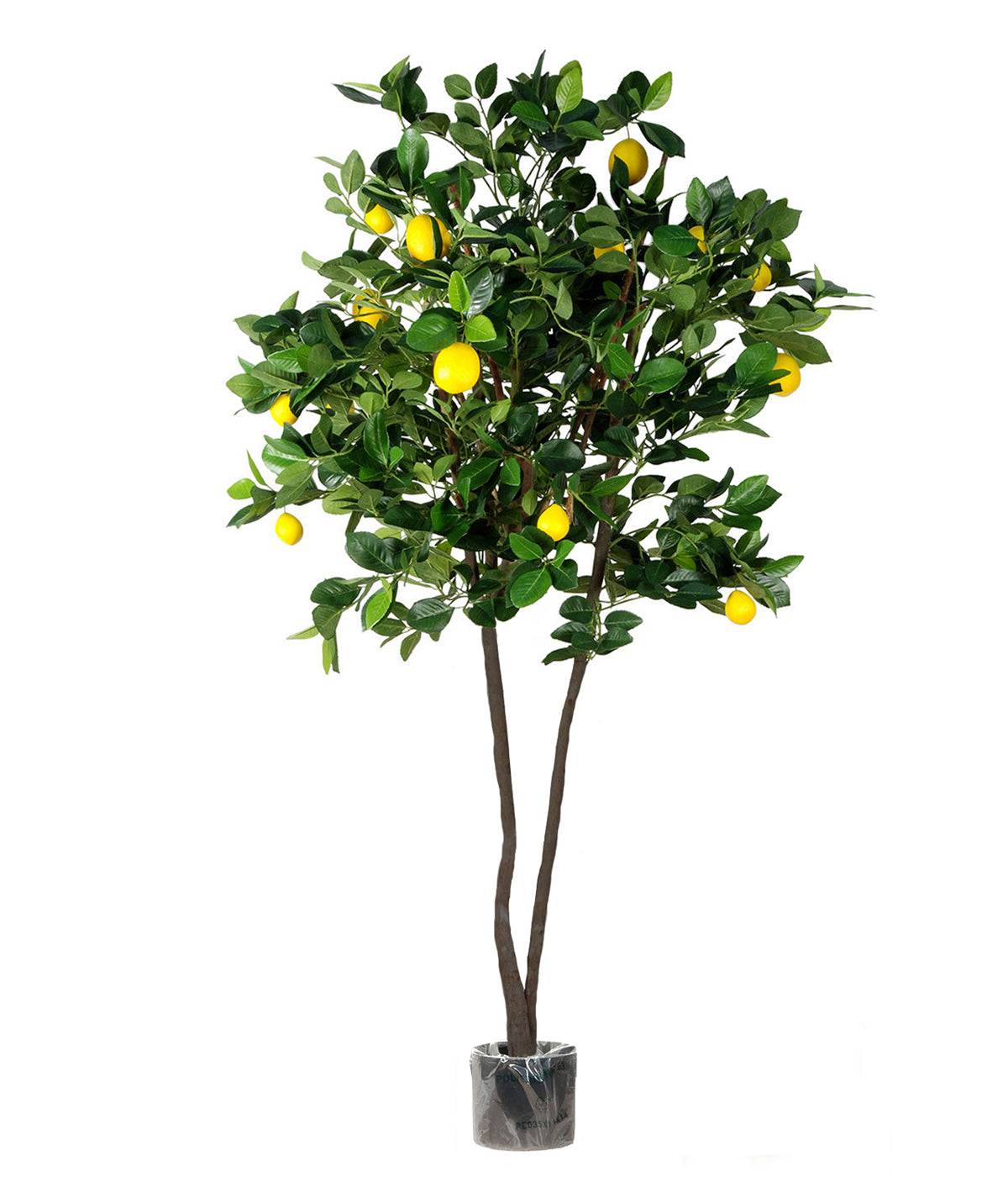 P1611-LEMON TREE