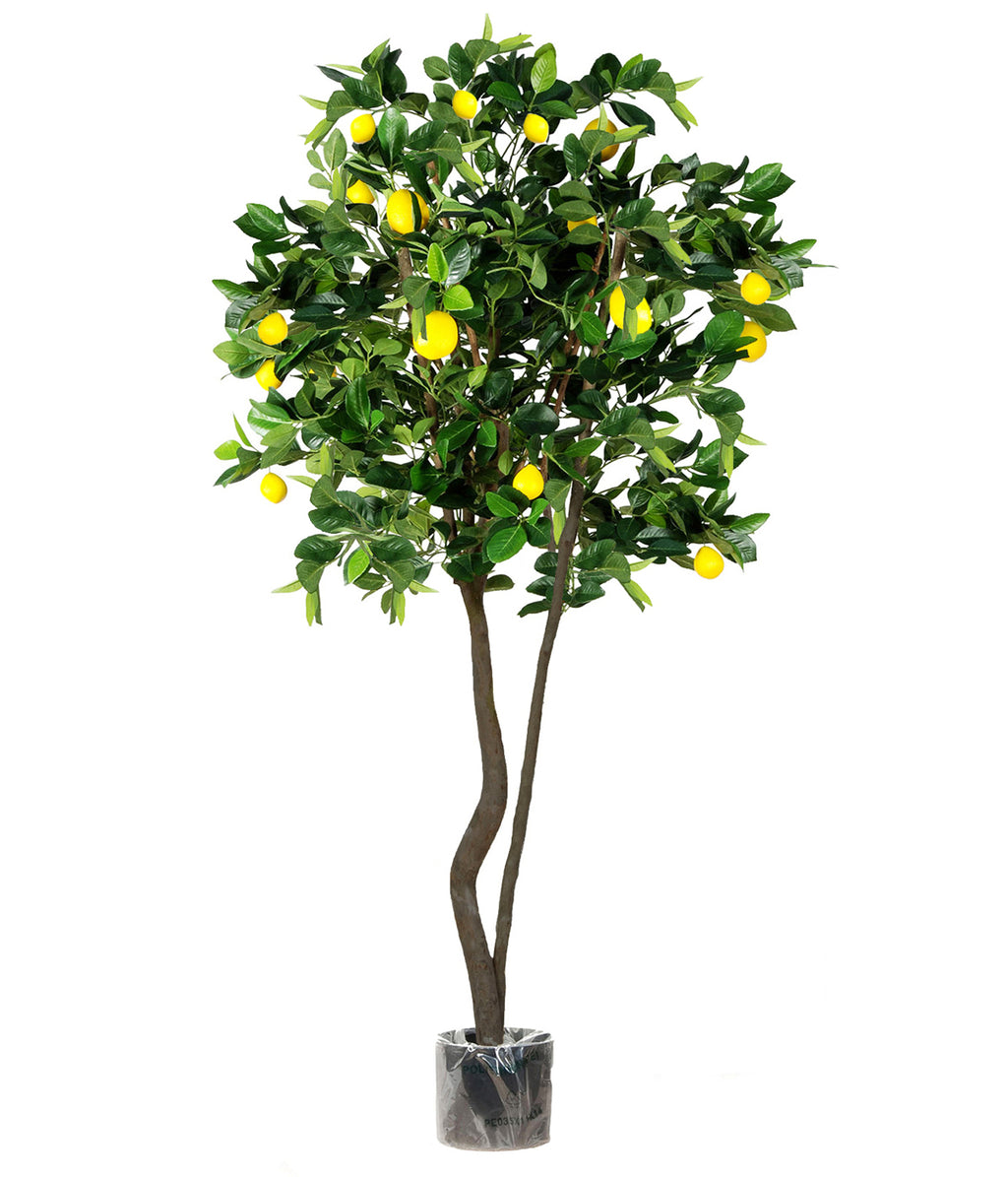 P1611-LEMON TREE