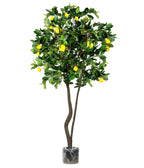 P1611-LEMON TREE