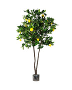 P1611-LEMON TREE