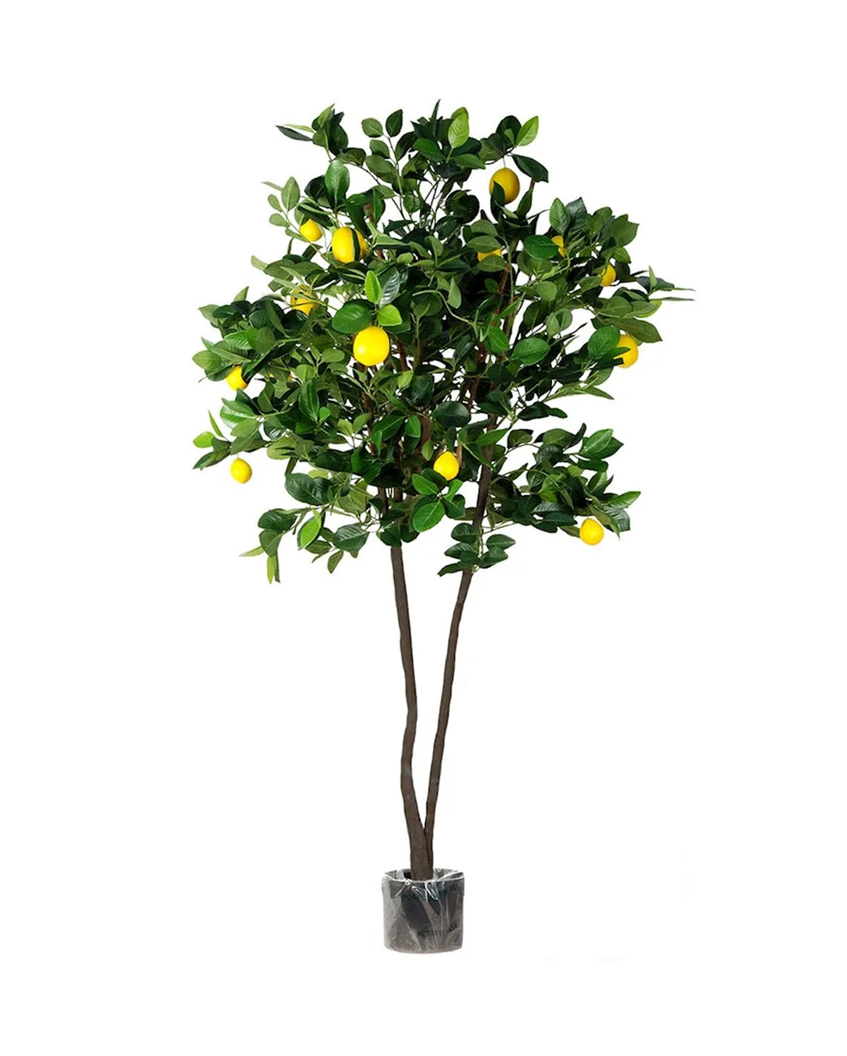 P1611-LEMON TREE