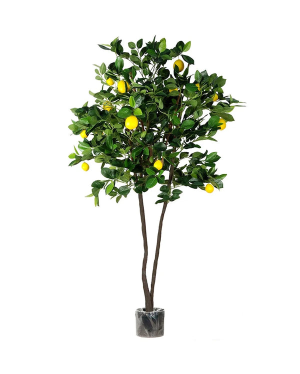 P1611-LEMON TREE